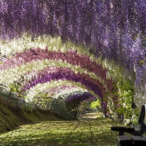 kawachi_fuji_garden | Kyuhoshi