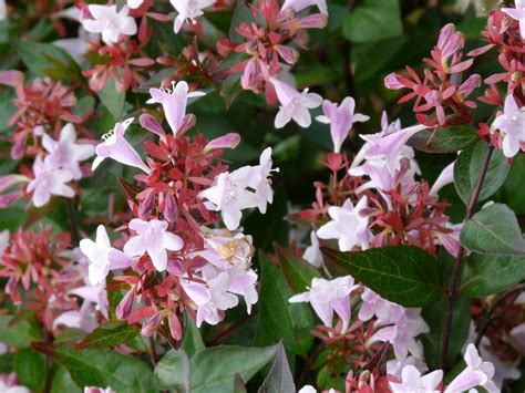 Abelia grandiflora 'Francis Mason' (Abelia) | De Tuinen van Appeltern