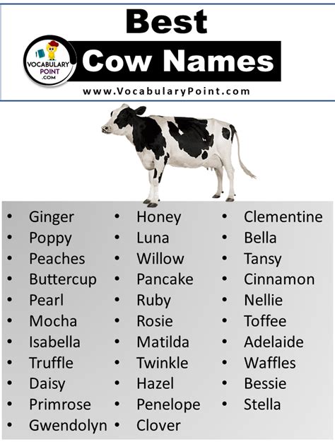 250 + Best Cow Names (Cute, Funny& Unique) - Vocabulary Point