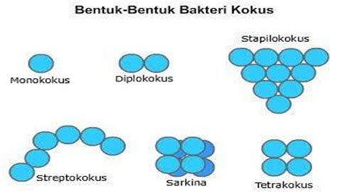 Sarifah Ratnasari: MORFOLOGI FISIOLOGI STRUKTUR BAKTERI