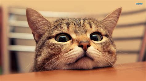 Scared Cat Wallpapers - Top Free Scared Cat Backgrounds - WallpaperAccess