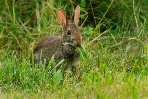 Rabbits prefer eating plants that are packed with DNA • Earth.com