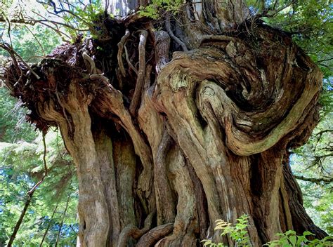 Big Cedar Tree: An Olympic National Park Hidden Gem