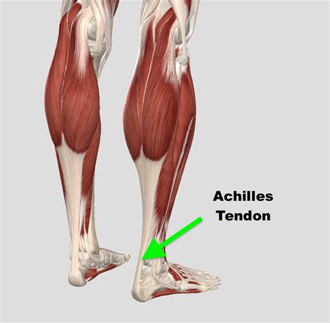 Achilles Tendon – Squat University