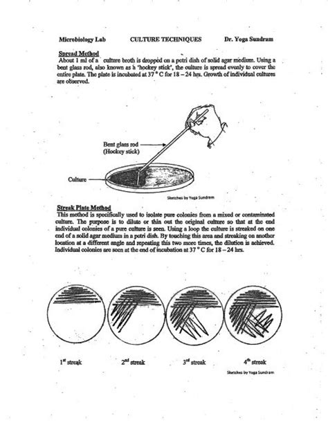 Microbiology Lab. Bacterial culture techniques