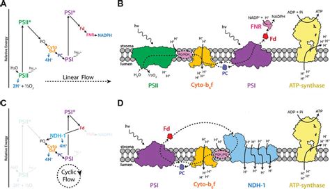 Light reactions of oxygenic photosynthesis. A) Schematic ("Z-scheme")... | Download Scientific ...