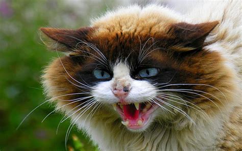 Very Angry Cat wallpaper | animals | Wallpaper Better