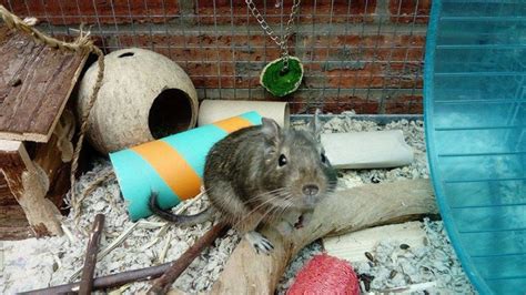 Choosing The Right Accessories for Your Degu Cage