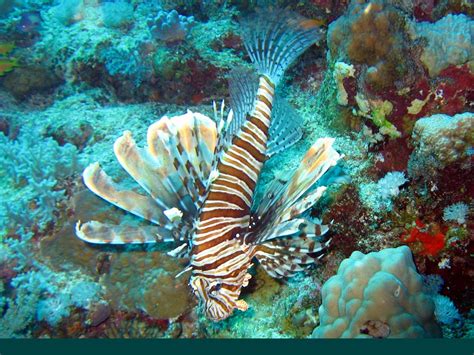 Great Barrier Reef Australia Lionfish - 334 :: World All Details