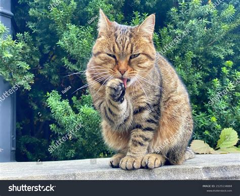 4,652 Cunning Cat Images, Stock Photos & Vectors | Shutterstock