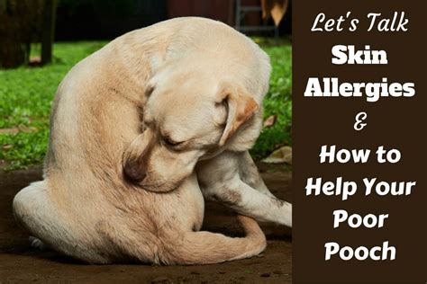 Understanding Dog Skin Allergies: Remedies, Treatment and Skin Care Tips