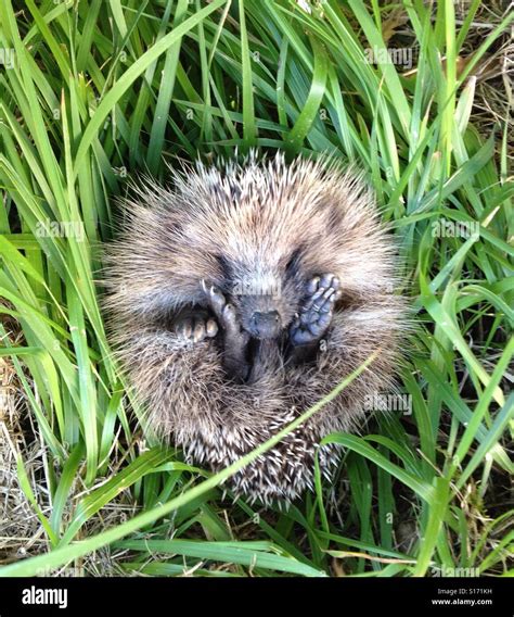 Sleeping Hedgehog Stock Photo - Alamy