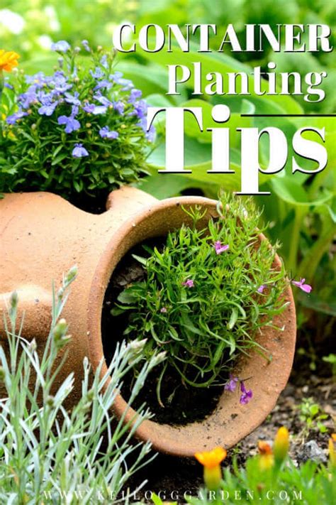 Container Gardening Tips, Tricks and Ideas | Kellogg Garden Organics™