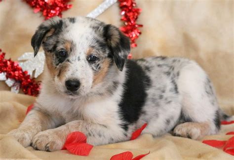 Australian Cattle Dog Mix Puppies For Sale | Puppy Adoption | Pet Need Home Puppies