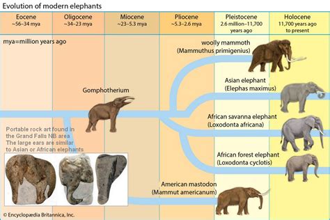 Mastodon Elephant Comparison