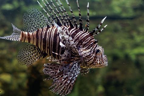 Pterois volitans | en.wikipedia.org/wiki/Pterois_volitans | D o m o n k o S | Flickr