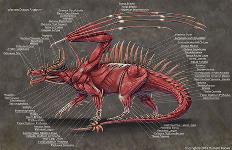 Anatomy of the Western Dragon | Dragon Vibe