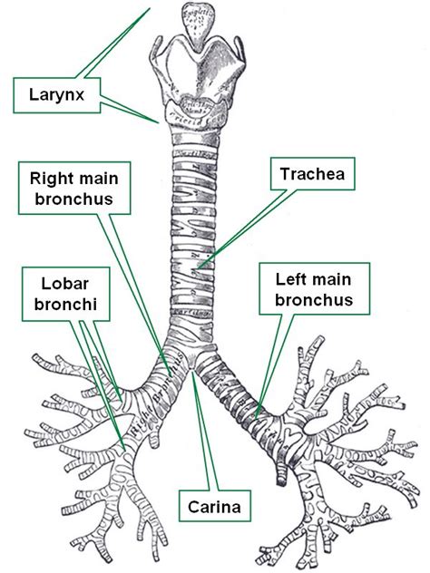 Trachea