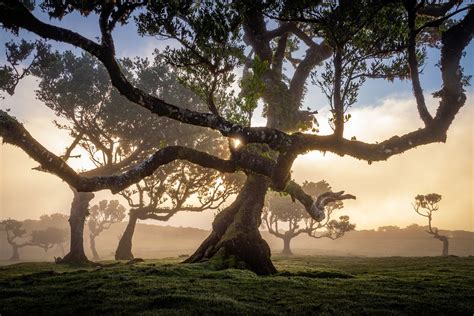 25 Photos of Madeira's Dreamy Fanal Forest by Albert Dros