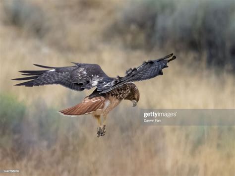 Red Tailed Hawk Hunting High-Res Stock Photo - Getty Images