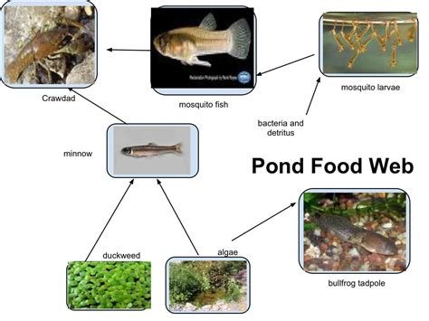 Simple Pond Ecosystem Diagram