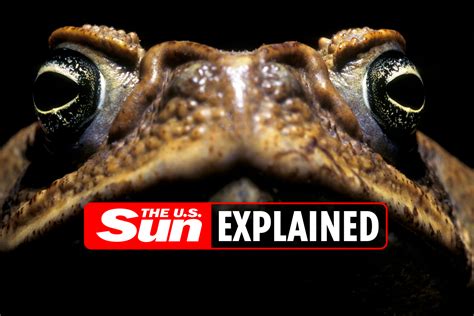 What is toad venom? | The US Sun