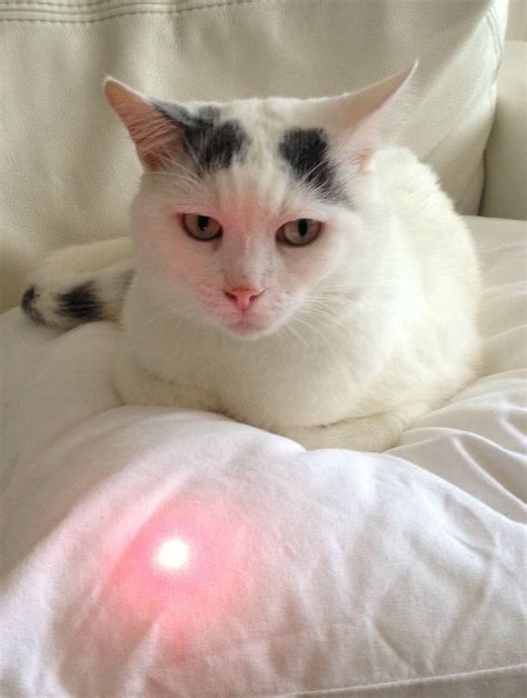 Buy your cat a laser pointer, they said. It will be lots of fun, they ...