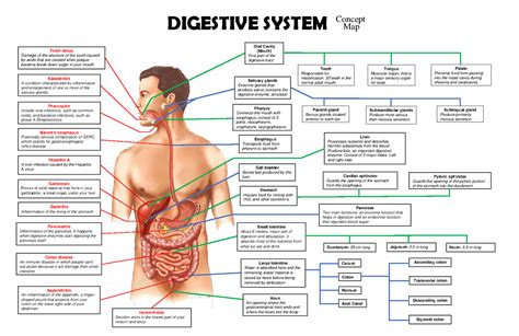 Concept Map (Digestive System) - Oral Cavity (Mouth) First part of the ...