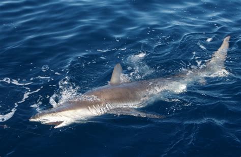 Dusky Shark – "OCEAN TREASURES" Memorial Library