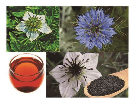 Nigella sativa plant, seed, and oil. | Download Scientific Diagram