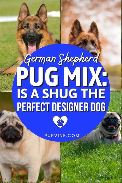 German Shepherd Pug mix: Is A Shug The Perfect Designer Dog Pembroke Welsh Corgi Puppies, Pug ...