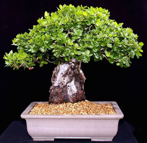 Heirloom 5 Seeds Oak Tree Seeds Bonsai Seeds Quercus by seedsshop, $2. ...