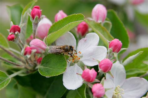 File:Bee in apple blossom.jpg - Wikimedia Commons