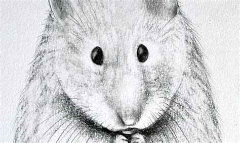 Draw a Hamster: Sketch a Realistic Hamster | Small Online Class for Ages 10-15 | Outschool