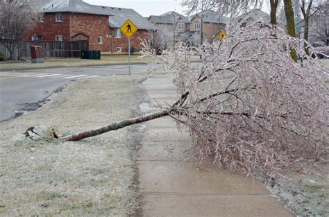 Ice Storm damage stock image. Image of cold, uprooted - 68886087