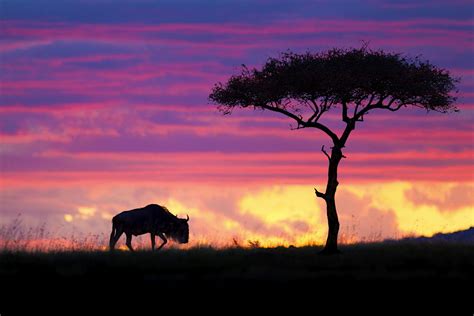 Masai Mara National Reserve travel | Kenya, Africa - Lonely Planet