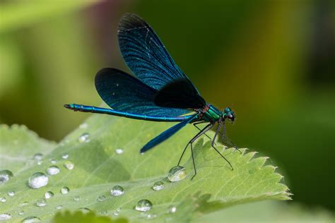 Free photo: Blue dragonfly - Blue, Dragonfly, Fly - Free Download - Jooinn