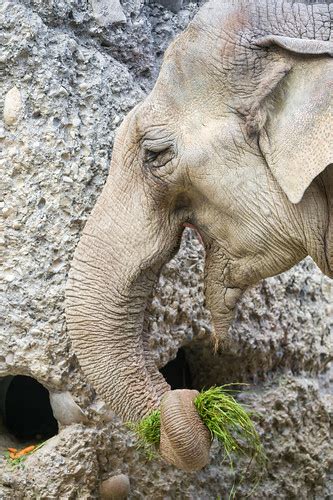 Elephant eating grass | One of the female elephants of the Z… | Flickr