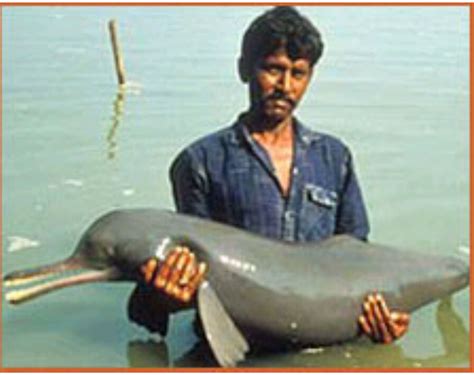 Ganges River Dolphin Extinct