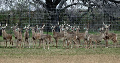 Texas chronic wasting disease: Deer cases on rise, what to know