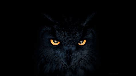 4K Owl Wallpapers - Top Free 4K Owl Backgrounds - WallpaperAccess