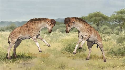 This 17-million-year-old giraffe cousin had a neck built for combat