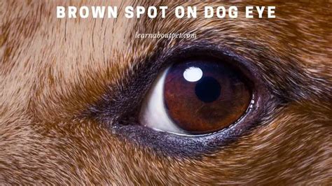 Brown Spot On Dog Eye : (15 Important Dog Eye Facts) - 2024