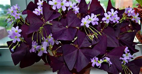 Why Grow Purple Shamrock Indoors: 5 Reasons – Cook It