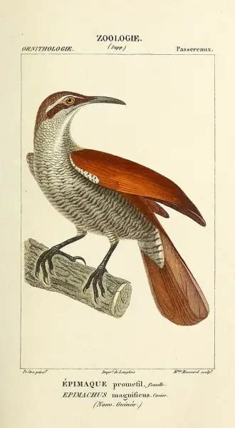 Magnificent riflebird - Facts, Diet, Habitat & Pictures on Animalia.bio