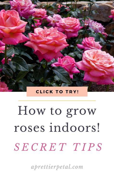 Here’s to to grow roses indoors! Fill your home with bursts of happy color, by growing roses in ...