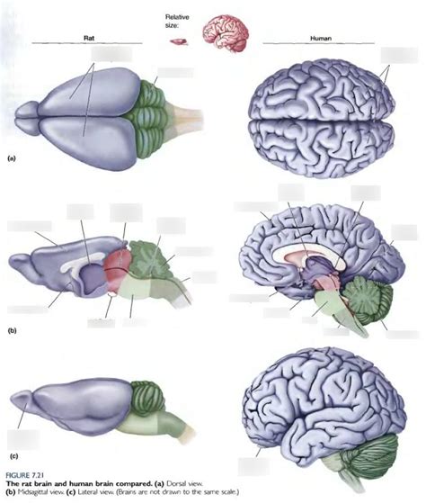 Rat and human brain comparison Diagram | Quizlet