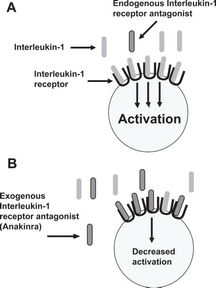 Mechanism of action of anakinra. IL-1 binds to its receptor, inducing ...