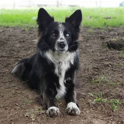 57+ Border Collie Australian Shepherd Pups Pic - Bleumoonproductions