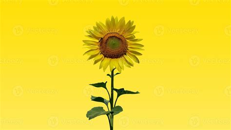 Sunflower on yellow background with clipping mask 6999340 Stock Photo ...